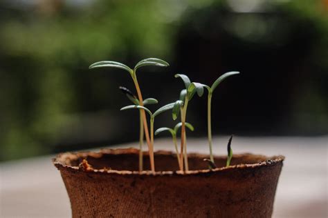 櫻花種植盆栽|櫻花種幾年開花？完整栽種指南，輕鬆擁有夢幻花海！ 